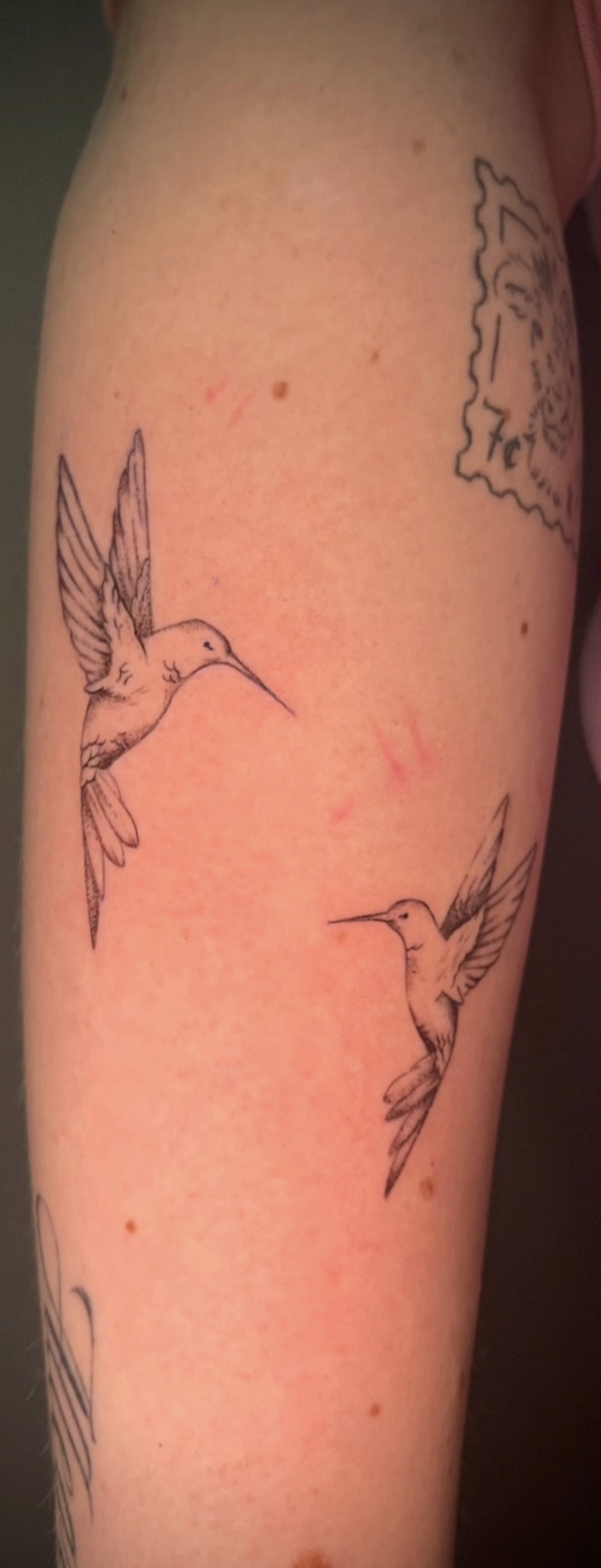 Kolibris – Fine Line; Artist offen